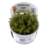 Rotala wallichii 1-2-Grow !