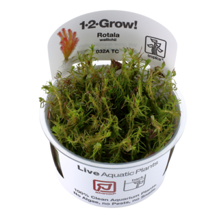 Rotala wallichii in vitro
