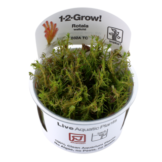 Rotala wallichii 1-2-Grow !