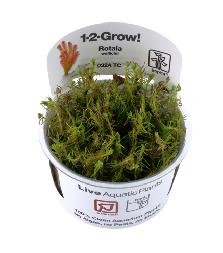 Rotala wallichii in vitro