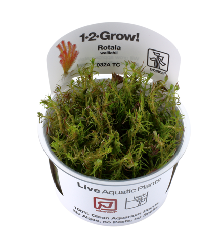 Rotala wallichii 1-2-Grow !