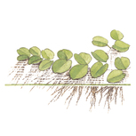 Salvinia minima in vitro