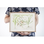 Tropica Art Poster Crinum 40x30cm