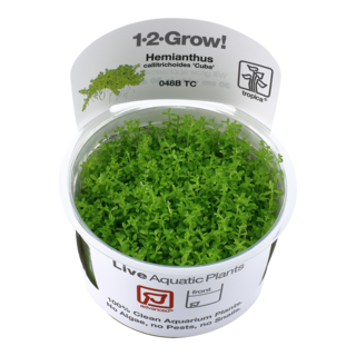 Hemianthus callitrichoides 'Cuba' 1-2-Grow ! Hemianthus callitrichoides 'Cuba' 1-2-Grow !