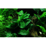 Anubias barteri nana sur roche de lave