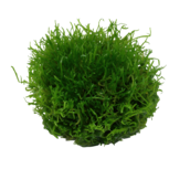 Riccia fluitans  in vitro