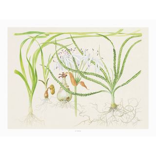 Tropica Art Poster Crinum 40x30cm