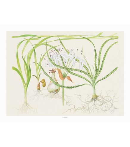 Tropica Art Poster Crinum 40x30cm