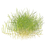 Eleocharis pusilla 'Mini'  in vitro