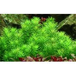 Pogostemon deccanensis in vitro