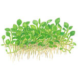 Marsilea crenata in vitro