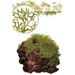 Riccia fluitans  in vitro