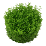Micranthemum callitrichoides 'Cuba' in vitro