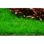 Eleocharis pusilla 'Mini'  in vitro