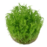 Pogostemon deccanensis in vitro
