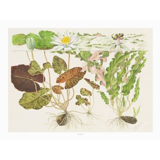 Tropica Art Poster Nymphaea 40x30cm