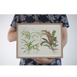 Tropica Art Poster Sagittaria 40x30cm