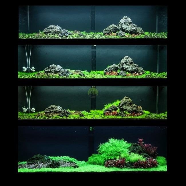JBL Proscape Plant Soil - Substrat de sol pour aquarium planté ou pour  aquascape 