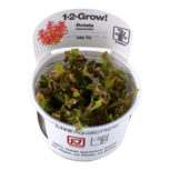 Rotala macrandra in vitro