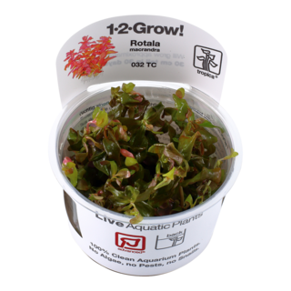 Rotala macrandra 1-2-Grow ! Rotala macrandra 1-2-Grow !