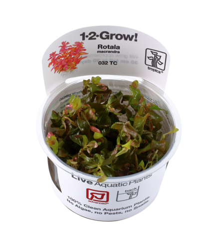 Rotala macrandra 1-2-Grow !