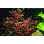 Rotala macrandra in vitro