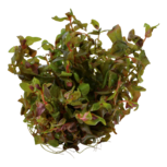 Rotala macrandra in vitro