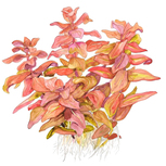 Rotala macrandra in vitro