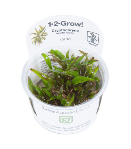 Cryptocoryne Wendtiii ‘Green’ 1-2-Grow !