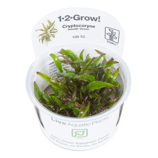 Cryptocoryne Wendtiii ‘Green’ 1-2-Grow !