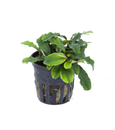 Bucephalandra 'Wavy Green' en pot