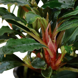 Bucephalandra sp. 'Red' en pot