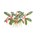 Bucephalandra sp. 'Red' en pot