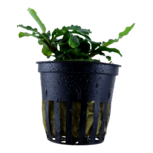Bucephalandra  pygmaea ´Bukit Kelam´ en pot