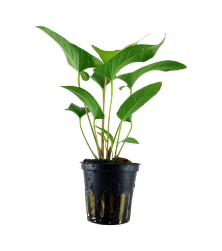 Anubias gracilis en pot