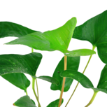 Anubias gracilis en pot