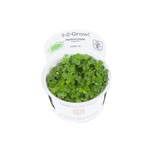 Hydrocotyle tripartita in vitro