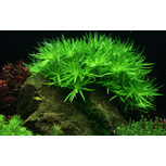 Heteranthera zosterifolia in vitro