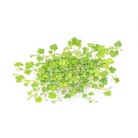 Hydrocotyle tripartita in vitro