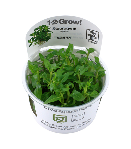 Staurogyne repens 1-2-Grow!