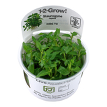 Staurogyne repens 1-2-Grow!