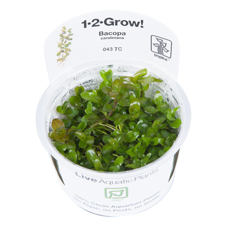 Bacopa caroliniana 1-2-Grow!