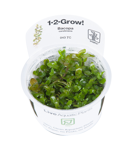 Bacopa caroliniana 1-2-Grow!