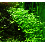 Hydrocotyle tripartita 1-2-Grow!