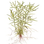 Heteranthera zosterifolia in vitro