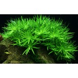 Heteranthera zosterifolia in vitro