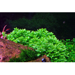 Staurogyne repens in vitro