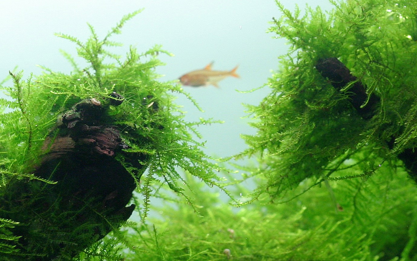 Taxiphyllum Barbieri 1 2 Grow Plante D Aquarium In Vitro
