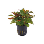 Ludwigia glandulosa en pot