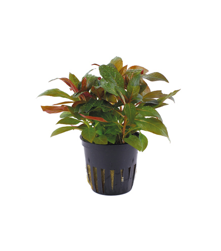 Ludwigia glandulosa en pot